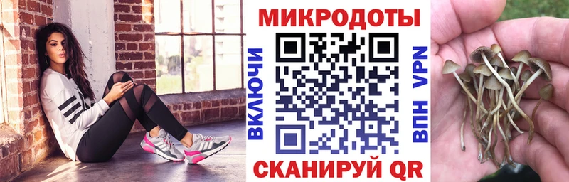 Псилоцибиновые грибы Psilocybine cubensis  Озёрск 